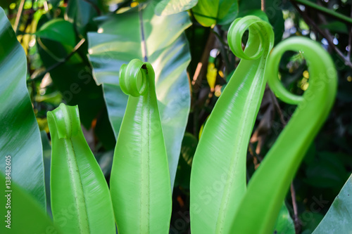fern leaf green color