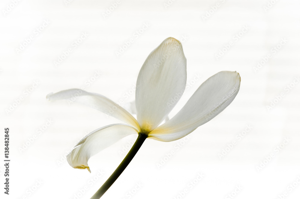 Fototapeta premium A fading tulip with open petals on a white background.
