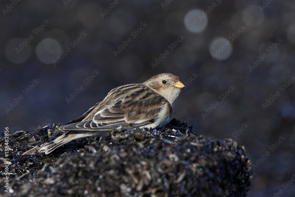Fototapeta premium Snow bunting (Plectrophenax nivalis)