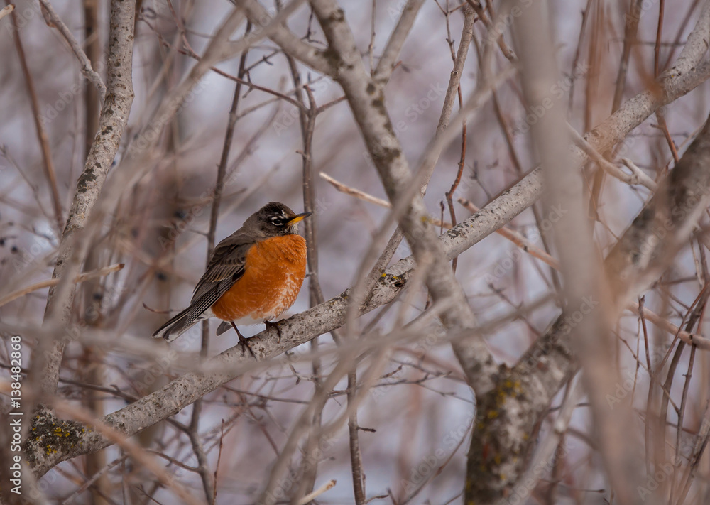 American robin resting on a branch in winter. American robin resting on a branch in winter.