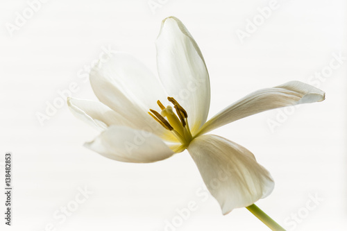 A fading tulip with open petals on a white background. © Mary Lynn Strand