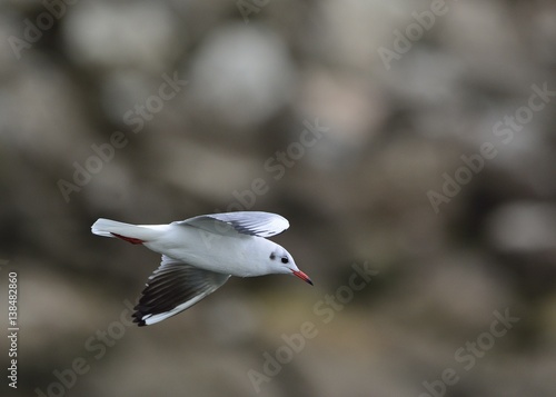 Black-headed Gull (Larus ridibundus), Greece