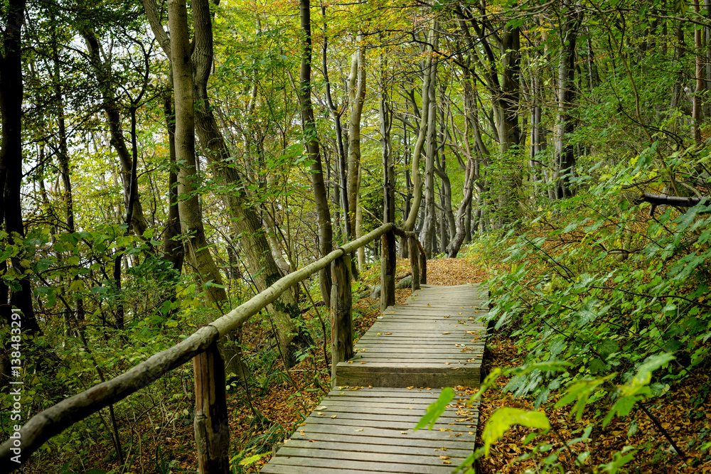 Herbstwald, Buchen, Insel Rügen Herbstwald, Buchen, Insel Rügen