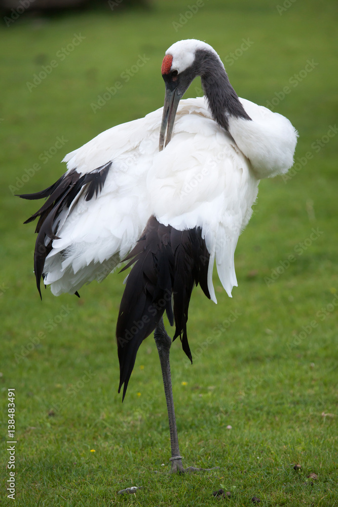 Naklejka premium Red-crowned crane (Grus japonensis)