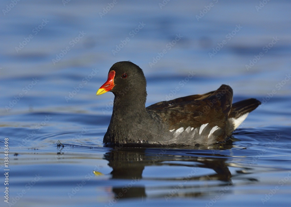 Moorhen (Gallinula chloropus), Crete, Greece Moorhen (Gallinula chloropus), Crete, Greece