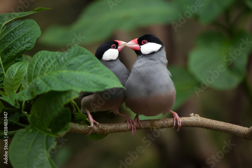 Java sparrow (Lonchura oryzivora). photo