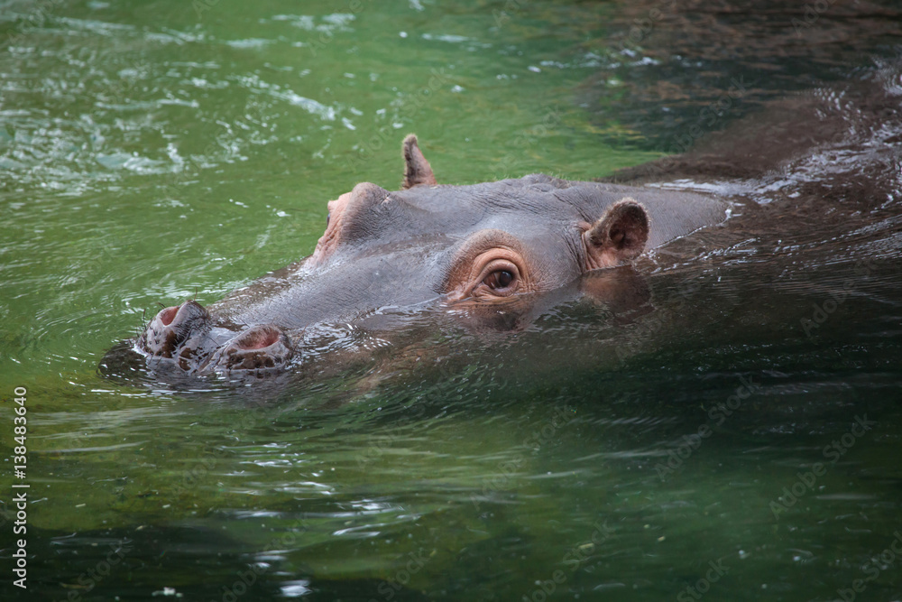 Hippopotamus (Hippopotamus amphibius). Hippopotamus (Hippopotamus amphibius).