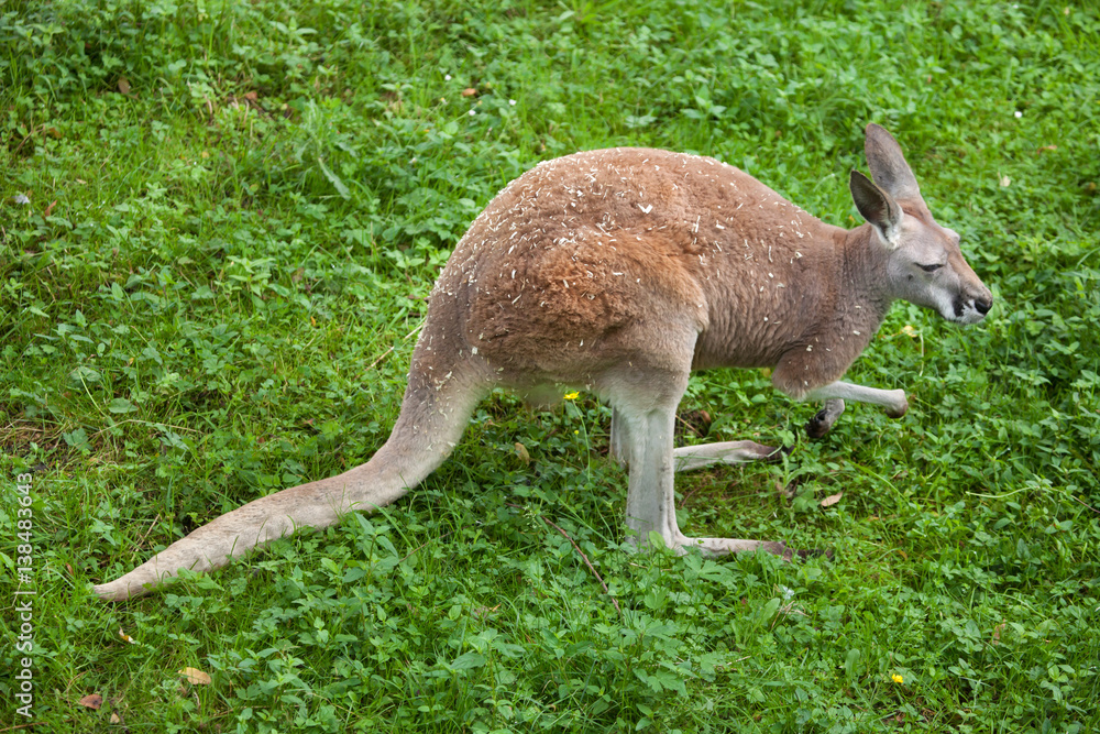 Red kangaroo (Macropus rufus).