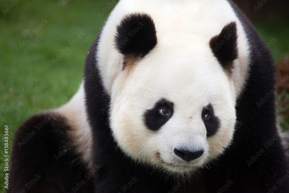 Giant panda (Ailuropoda melanoleuca). Giant panda (Ailuropoda melanoleuca).
