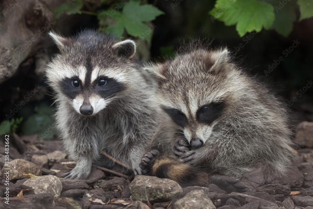 Fototapeta premium Raccoon (Procyon lotor)