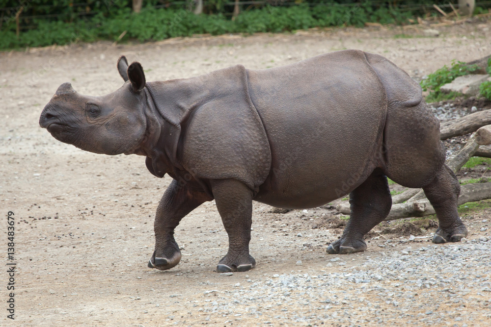 Obraz premium Indian rhinoceros (Rhinoceros unicornis).