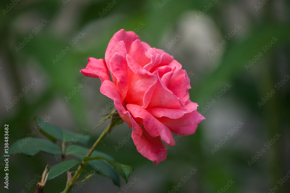 Garden red rose.