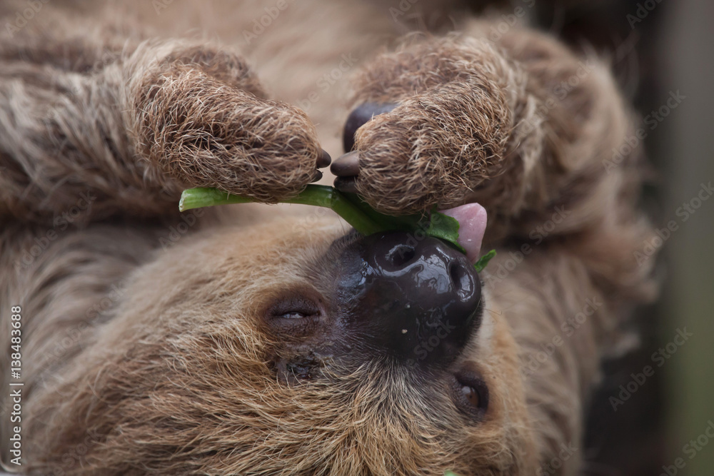 Fototapeta premium Linnaeus's two-toed sloth (Choloepus didactylus)