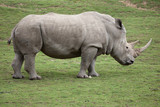 Southern white rhinoceros (Ceratotherium simum).
