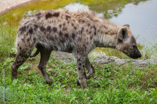 Spotted hyena (Crocuta crocuta) © Vladimir Wrangel