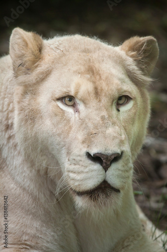 Female white lion  Panthera leo krugeri .
