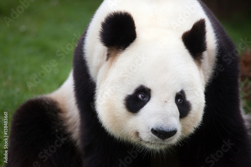 Fototapeta Naklejka Na Ścianę i Meble -  Giant panda (Ailuropoda melanoleuca).