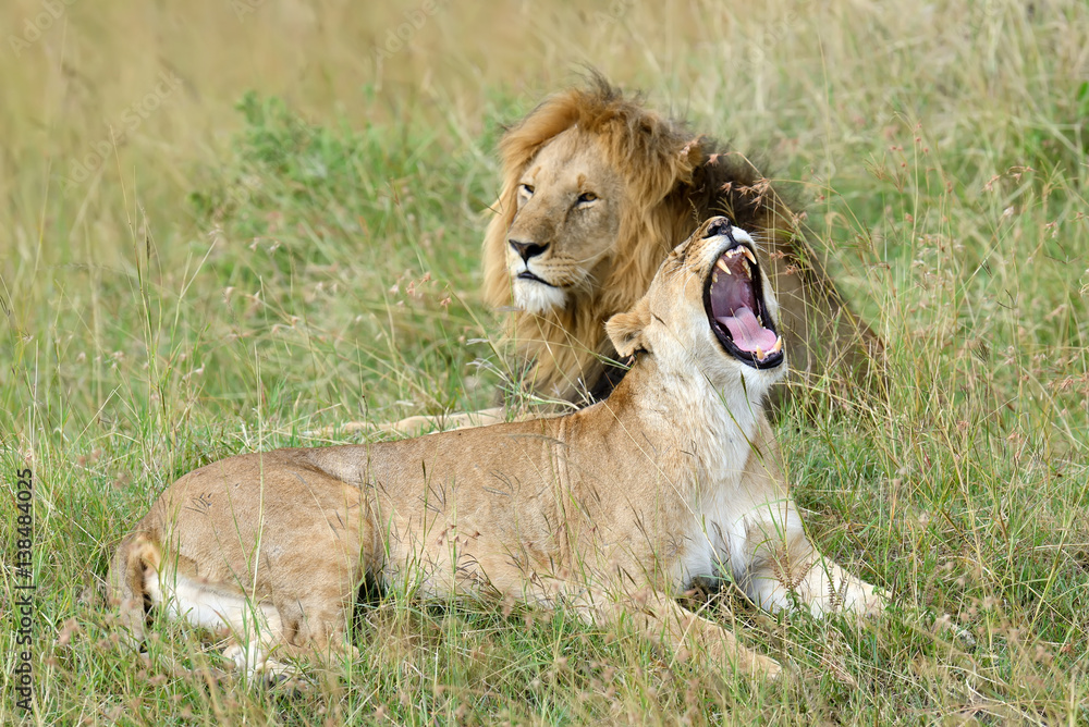 Lion in National park of Kenya