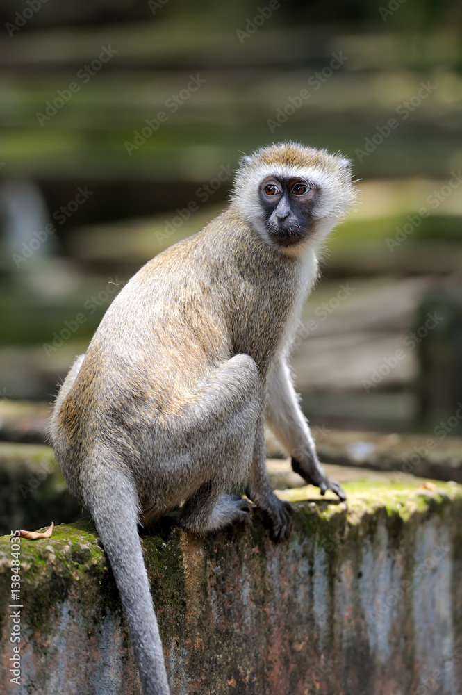 Obraz premium Vervet Monkey in National park of Kenya