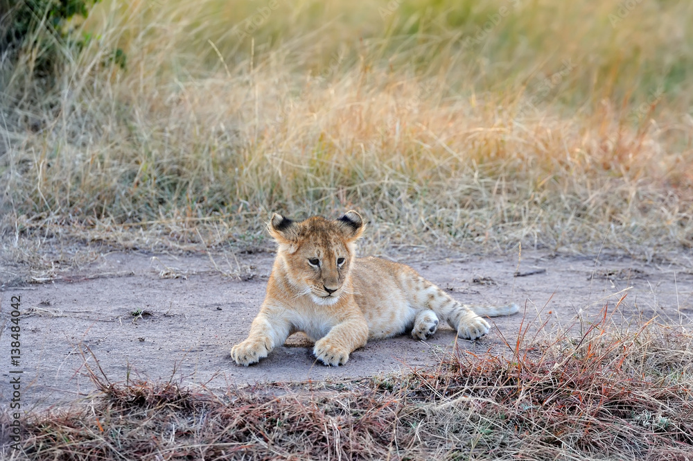Naklejka premium African lion cub