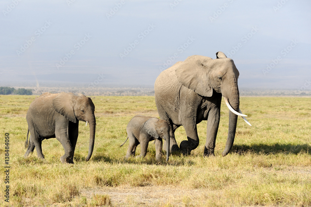 Obraz premium Elephant in National park of Kenya