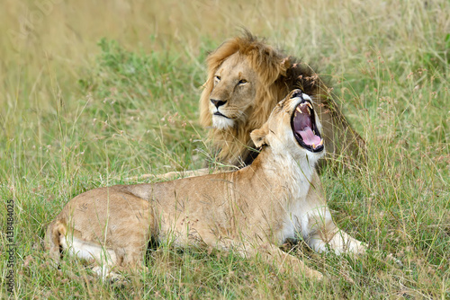 Fototapeta Naklejka Na Ścianę i Meble -  Lion in National park of Kenya
