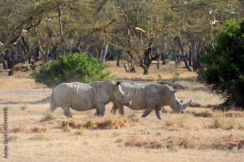 African white rhino