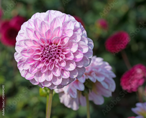 Dahlien, Dahlias