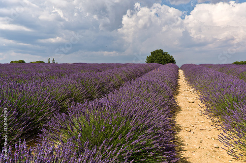 Lavender field with tree