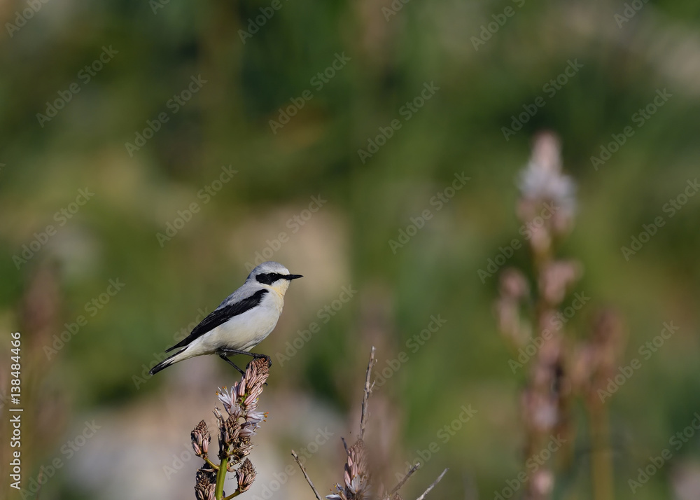 Fototapeta premium Northern Wheatear (Oenanthe oenanthe), Greece