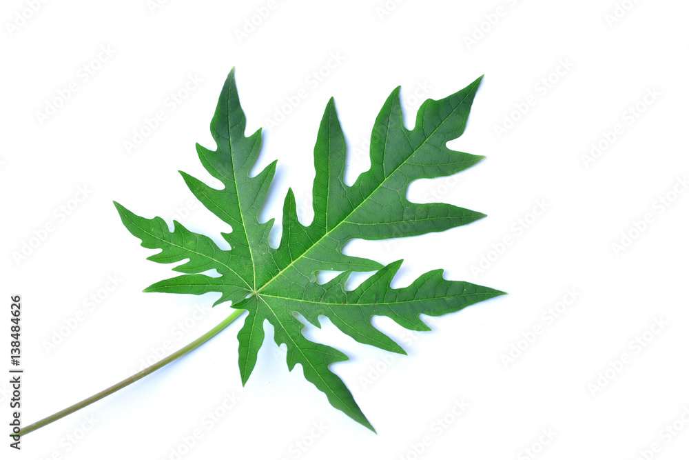 Green leaf on white background isolated Green leaf on white background isolated