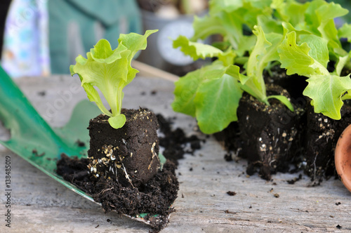 jeunes plants de salade prêt à planter photo