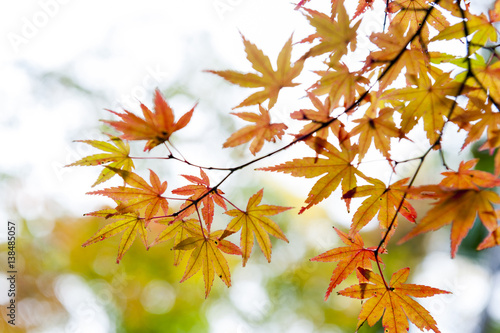 Gold Japanese maple leaves during autumn in Kyoto  Japan