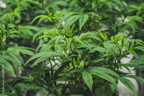Fotografie Young fresh cuttings of baby cannabis clones in indoor medical marijuana facilit