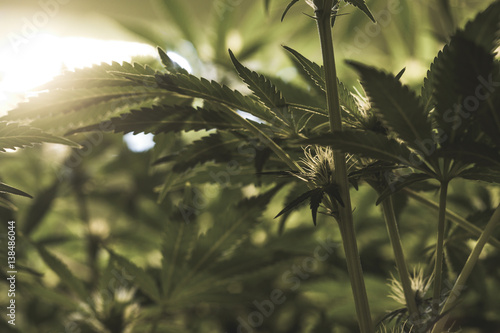 Closeup of young flowering bud on indoor medical marijuana plant.