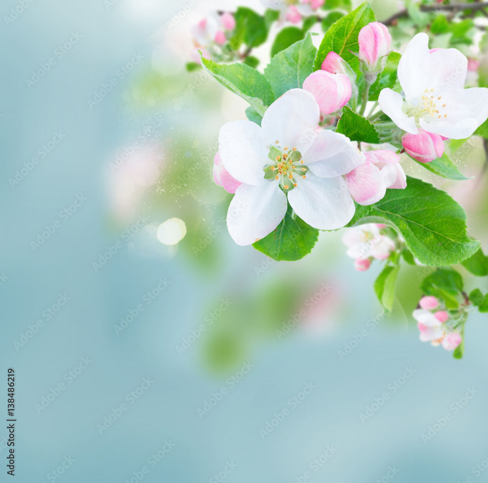 Apple tree flowers blossom with green leaves over sky close up Apple tree flowers blossom with green leaves over sky close up