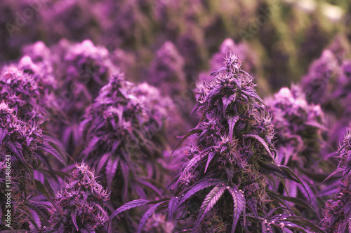 Large purple flowering indoor marijuana buds