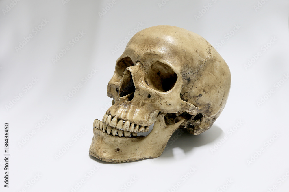 Obraz premium Human skull on a white background.