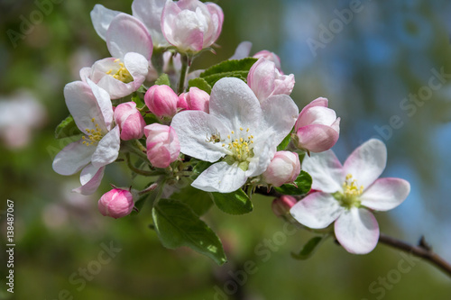 spring flowers  apple on branches of a apple tree