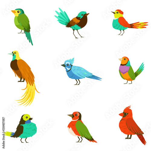 Exotic Birds From Jungle Rain Forest Collection Of Colorful Animals Including Species Of Paradise Birds And Parrots
