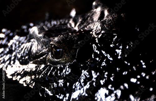 Baby Crocodile Eye, Hartley's Crocodile Farm, Queensland photo