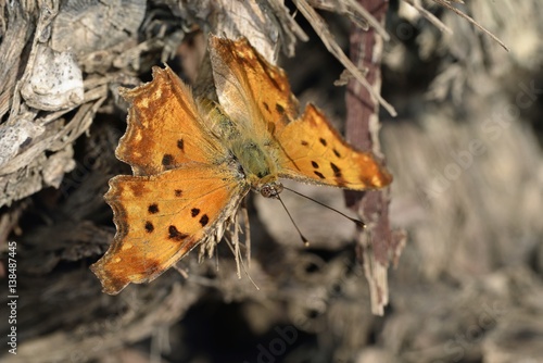 Southern Comma (Polygonia egea), Greece photo