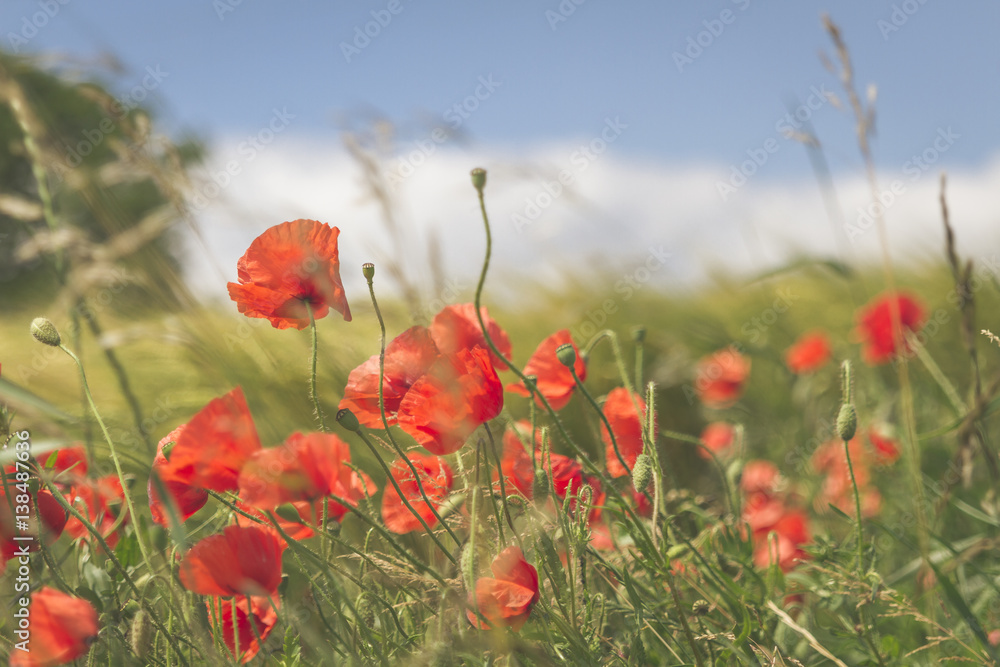 Naklejka premium Champs de blé et coquelicots en Alsace