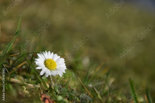 Einsames Gänseblümchen