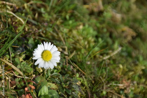 Einsames Gänseblümchen