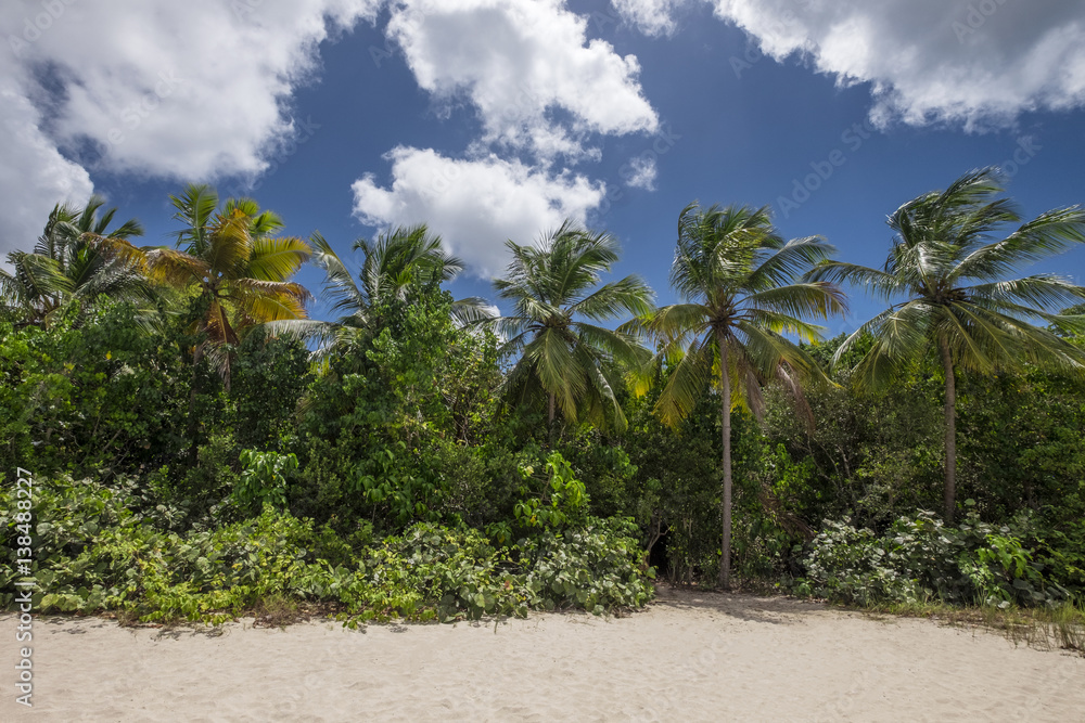 Obraz premium Beautiful palmtrees at a tropical beach