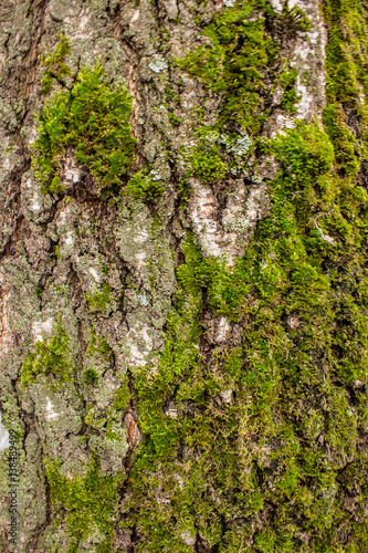 Texture with green moss tree bark