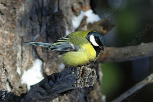 Parus major. Great tit on a winter's day in Yamal