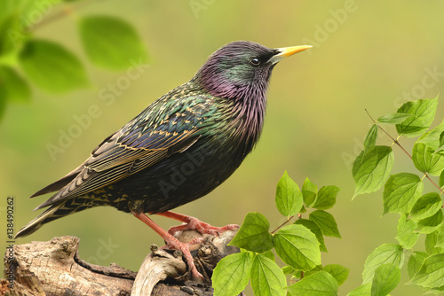 Foto Vögel 80