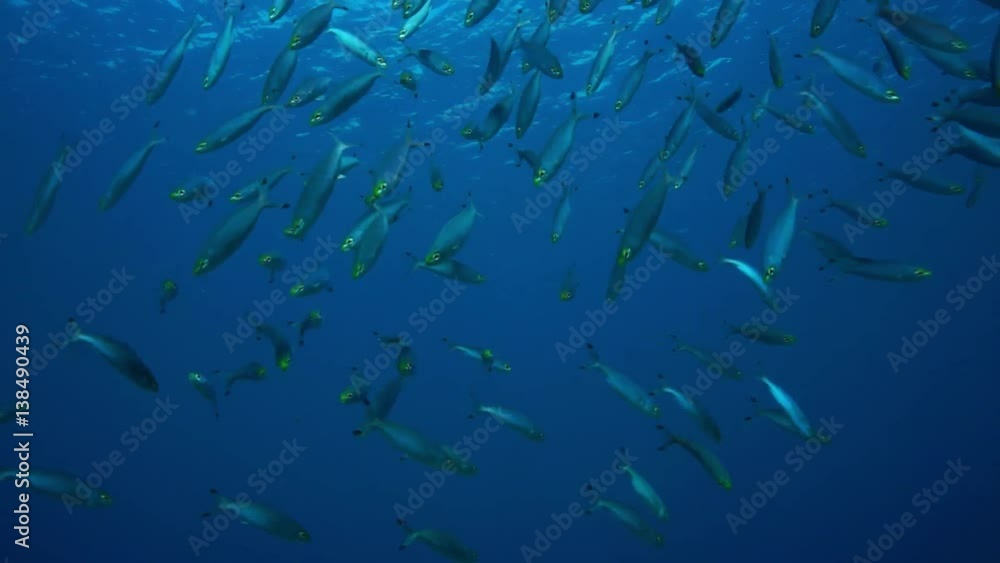 A school Red Sea fusilier (Caesio suevica). Red Sea, Apr A school Red Sea fusilier (Caesio suevica). Red Sea, Apr